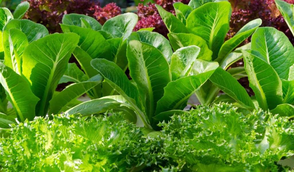 Growing different varieties of lettuce