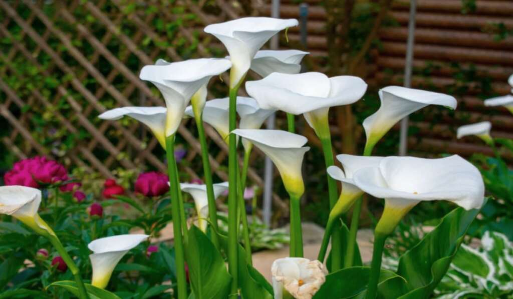 Elegant white calla lily flowers blooming tall in a garden.