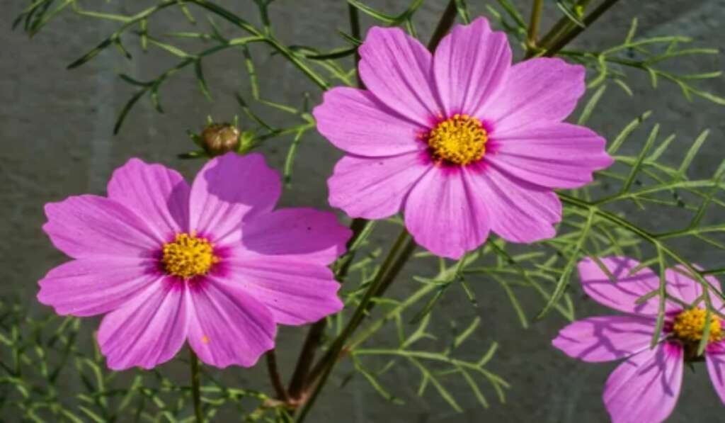 Bright pink cosmos flowers with yellow centers and delicate green leaves.