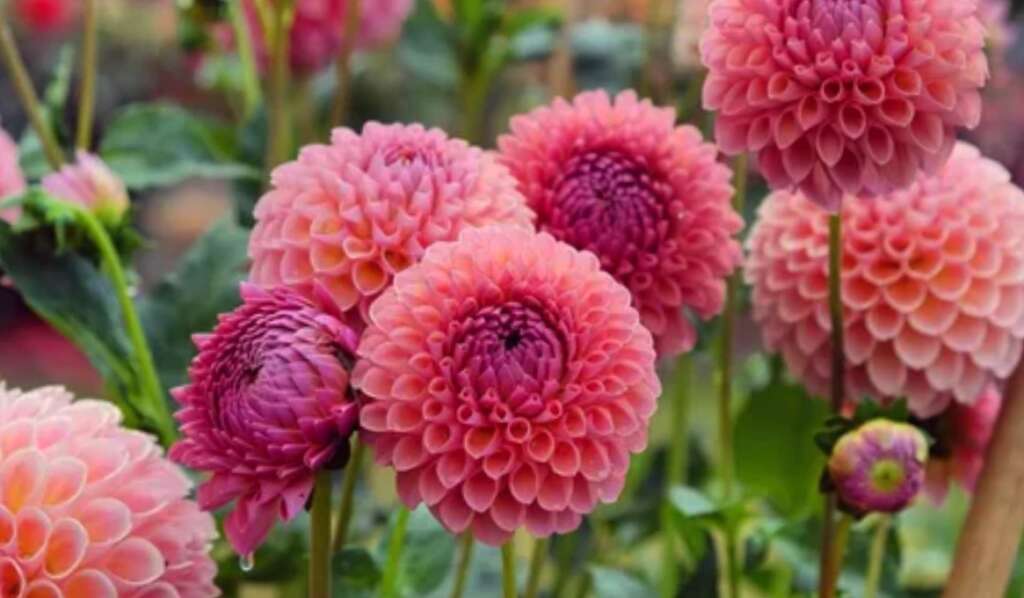 Pink dahlia flowers with round petals blooming in a garden.
