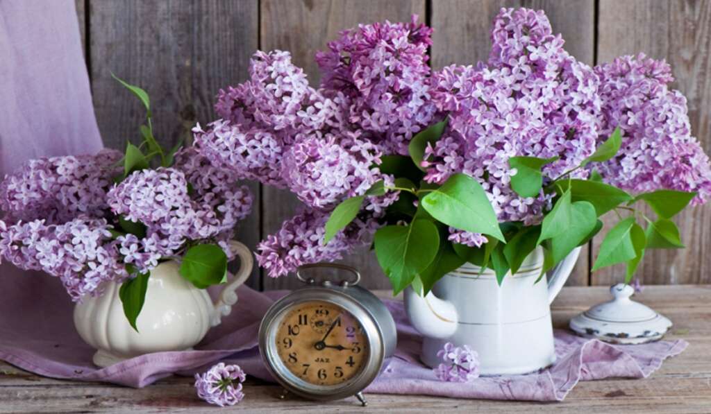 Beautiful lilac flowers in white vases beside a vintage clock.