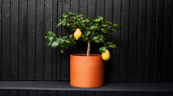 Small lemon tree with two ripe lemons in terracotta pot.
