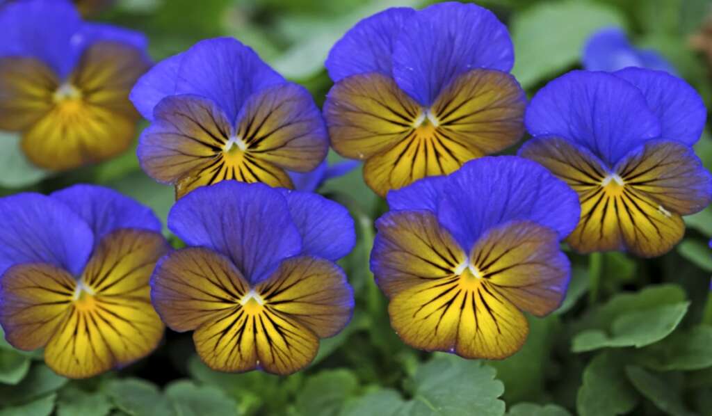 Bright blue and yellow pansy flowers blooming with lush green leaves.