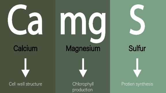 Essential Secondary nutrients