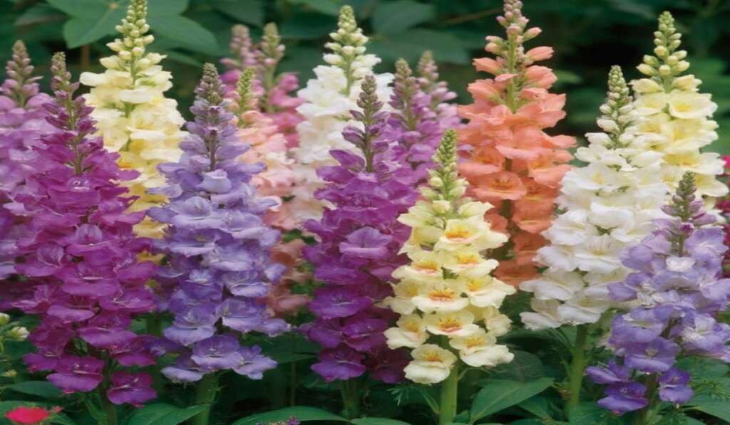 Colorful snapdragon flowers blooming in shades of pink, purple, yellow.