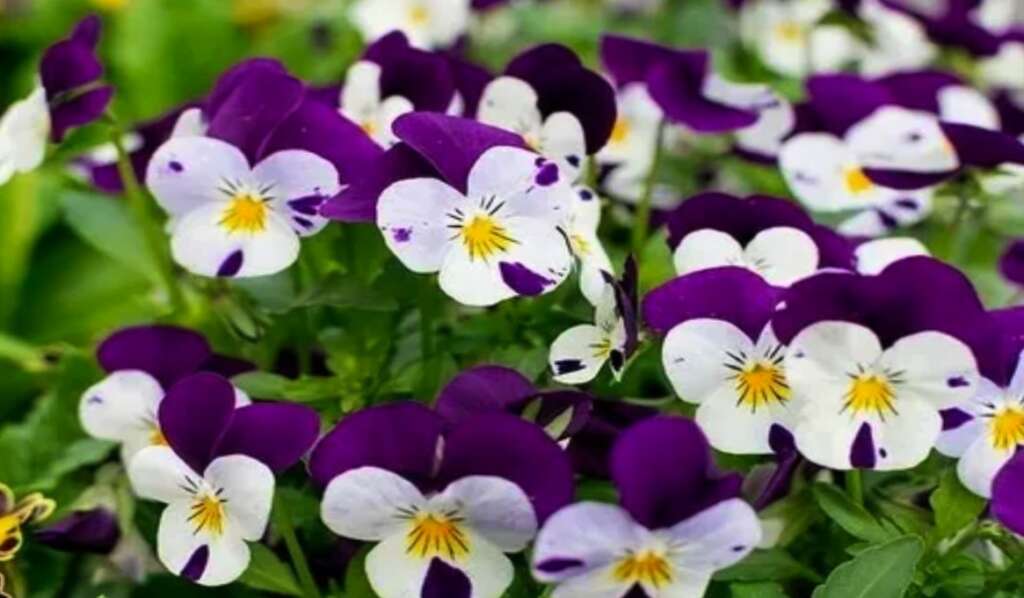Purple and white viola flowers blooming in a lush green garden.