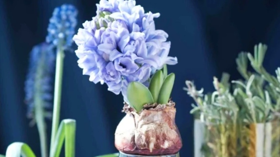 small hydroponic flower