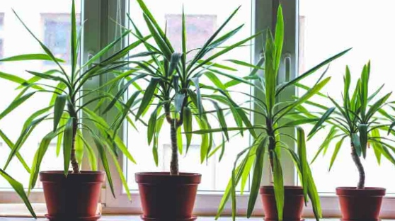 Potted Dracaenas plants