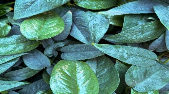 Cebu Blue plant's leave with their unique blue color