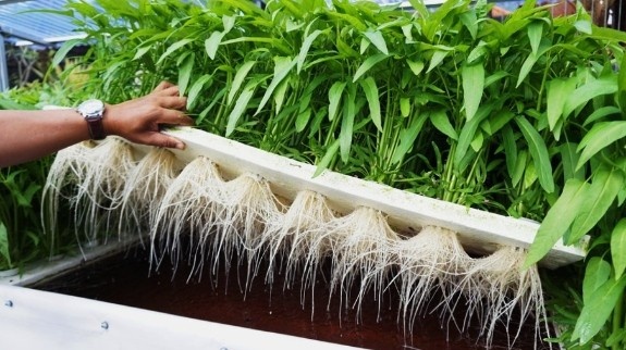 Care and Maintenance of hydroponics
