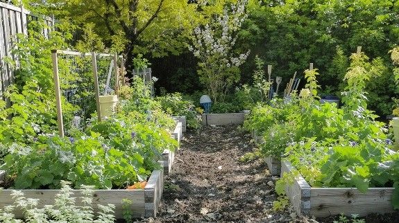 Raised garden beds filled with vegetables and flowers in sunlight.