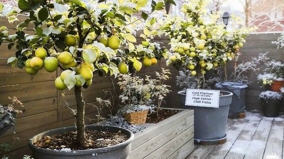 Potted lemon trees growing outdoors in a cold, frosty climate.