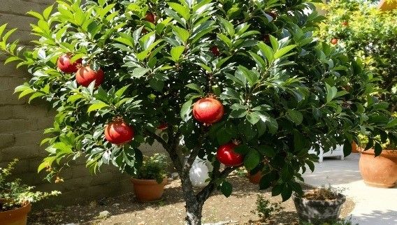 Pomegranate tree with bright red fruits growing in sunny garden.