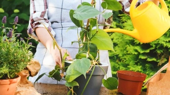 A girl watering potted pothos