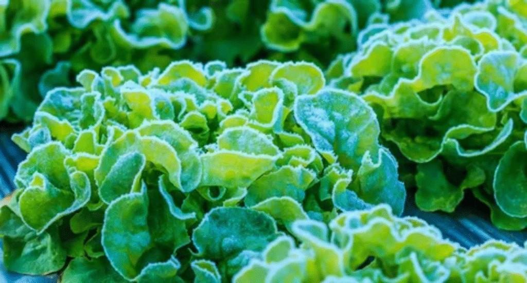 Lettuce Growing in Mild Climate