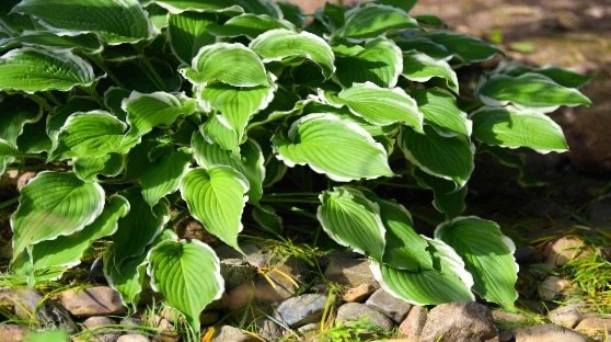 Foliage plants