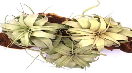 Three Tillandsia Xerographica plants attached to driftwood.