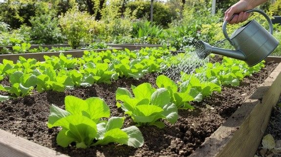 Person watering young lettuce plants in raised garden bed outdoors.