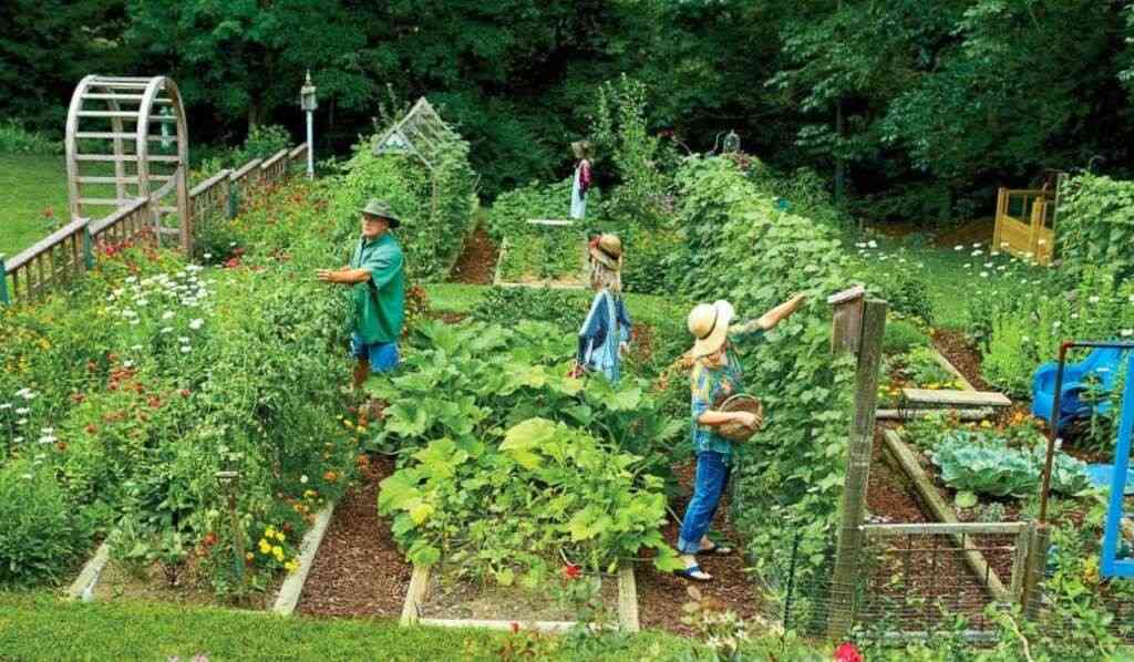 People harvesting vegetables and fruit from small garden