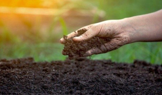 Checking soil mix for planting Lemon tree