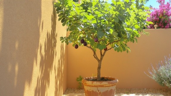 Fig tree growing in terracotta pot.