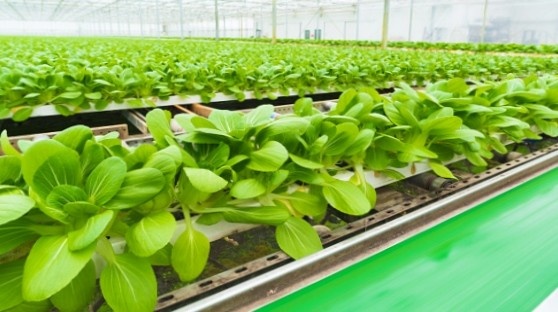 Growing lettuce as a hydroponic