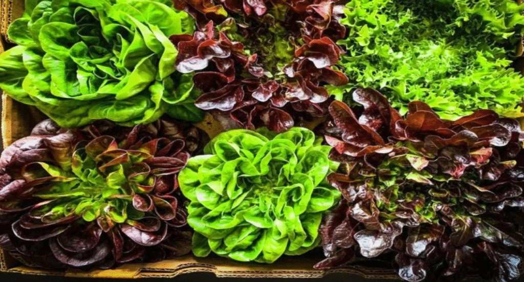 Categories of Lettuce