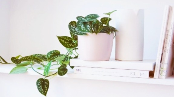 Pothos plant having long vine potted in a pot placed on shelve