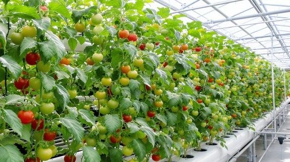 Hydroponic greenhouse with rows of tomato plants.
