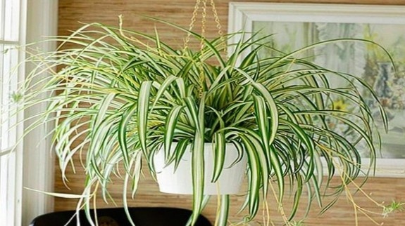 Hanging Spider plants with long leaves