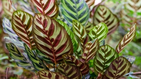 Beautiful artificial looking leaves