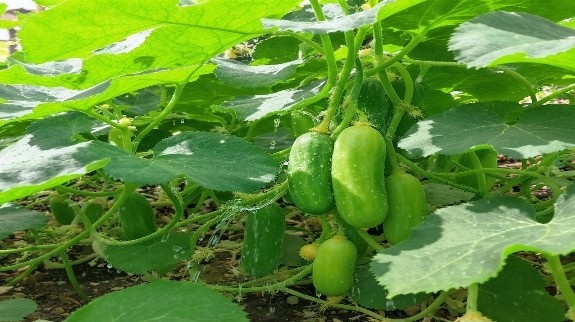 Cluster of green cucumbers growing on vines.