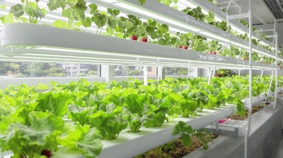 Modern indoor hydroponic garden with leafy greens and strawberries growing.