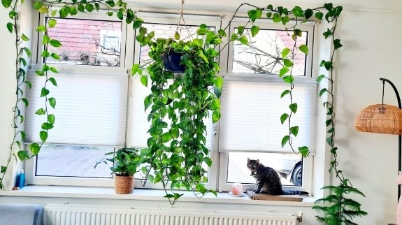 A vining pothos plant decorated across window