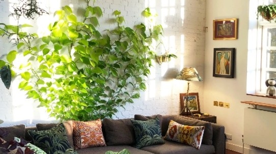 Indoor pothos trained for the wall having indirect sunlight