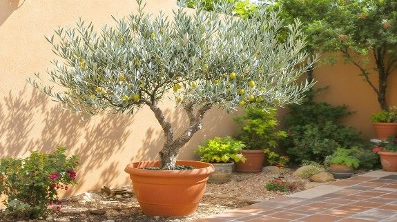 Potted olive tree with green fruits in a sunny courtyard.