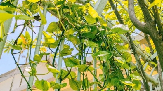 Pothos vines outdoors spreading quickly and becomes invasive.
