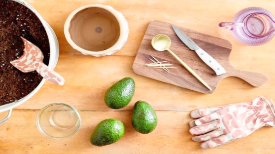 Avocados, potting soil, and gardening tools arranged on wooden table.
