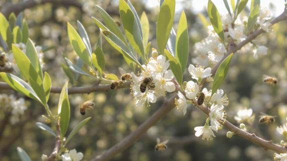 Bees pollinating white olive tree blossoms.