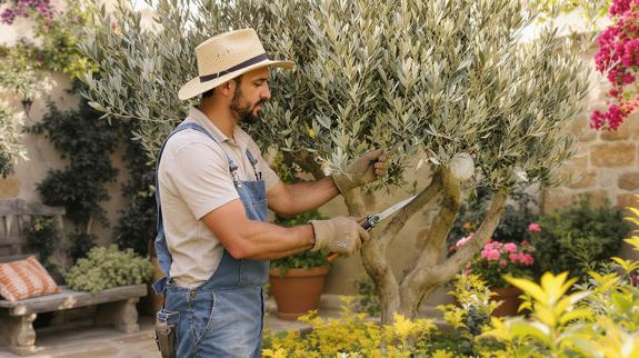 Gardener pruning olive tree with shears.