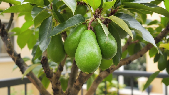 Green avocados growing on a healthy avocado tree with leaves