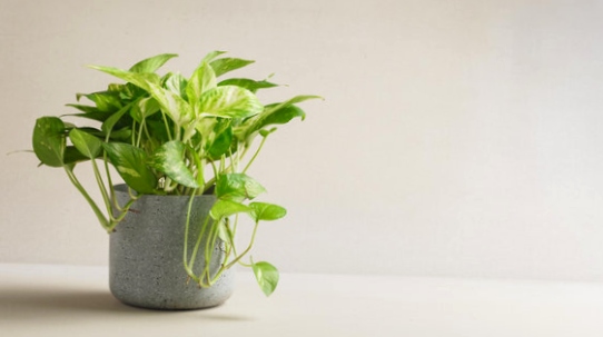 Small Golden Pothos in pot
