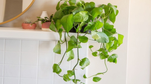 Trailing Jessenia pothos plant with green leaves hanging from shelf.