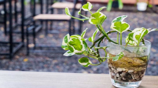 Planting N’Joy Pothos through water propagation