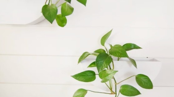 Jade pothos grow in a wall container