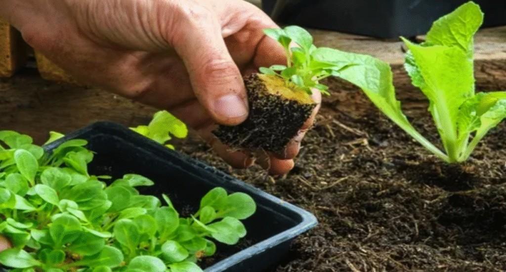 Replanting small lettuce plant