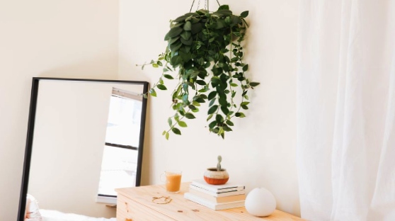 Pothos Plants