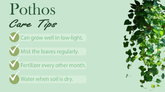 Some care tips for Pothos