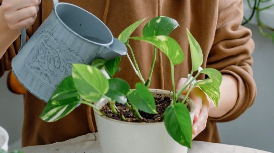 A girl watering Pothos plant potted in a planter
