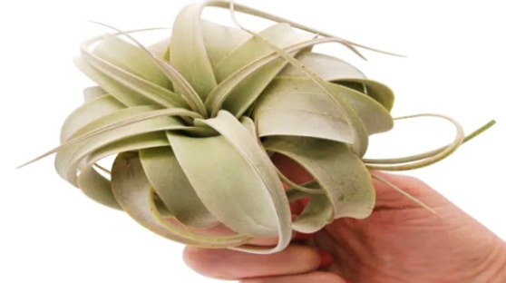 Hand holding small curly air plant.